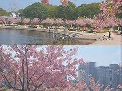 -新江湾城公园