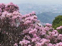 -梧桐山风景名胜区