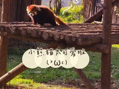 -合肥野生动物园