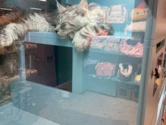 -FAELING PETS美天灵宠物(合生汇店)