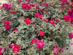 -人民公园(罗湖区)