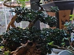 -昆明动物园