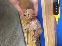 iphone_upload_pic-静香HOUSE·全时段融合餐厅(七星欢乐颂店)