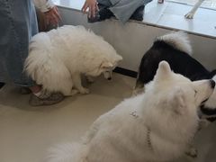 -共舞时光猫咖·狗咖(新街口店)