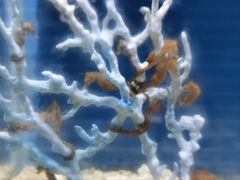 -北戴河圣蓝海洋公园