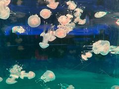 -左海海底世界