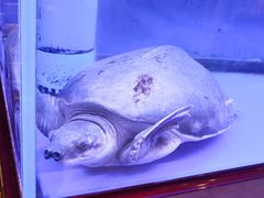 -老江南春·中国龙菜(衡山路店)