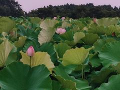 -梁鸿国家湿地公园