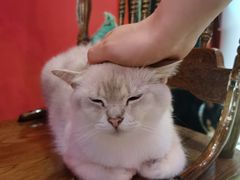 -猫色咖啡·猫咖