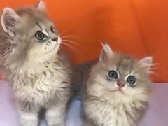 -三花喵·撸猫购宠·宠物生活馆(虹桥南丰城店)
