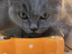 -Pets First伊珊娜洗护·精致美容·家庭式寄养(新会路店)