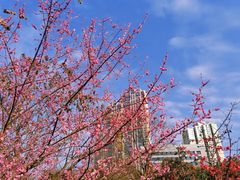 -龙头寺公园
