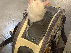-猫苑生活馆