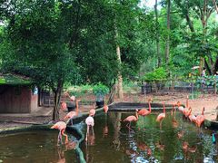 -清迈夜间动物园