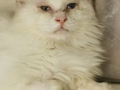 -萌兽医馆·犬猫专科·眼科中心·宠物医院(朝阳门分院)