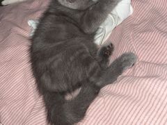 -pd派德宠物中心医院24H急重症·眼科中心·血液透析中心(嵩山北路店)