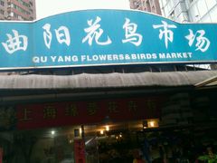 -曲阳花鸟市场(曲阳路店)