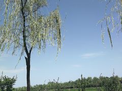 -洨河生态公园
