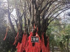 -瑞丽独树成林风景区