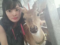 -鹿境梅花鹿生态园区
