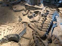 -自贡恐龙博物馆