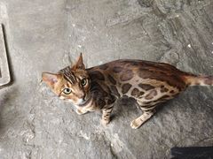 -喵屿·大理花园猫咖