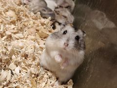 -绿色星球动物主题公园