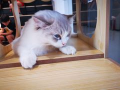 -瞄一喵猫咖(格力海岸店)