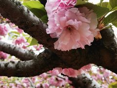 -高东镇樱花园