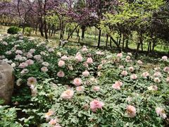 -洛阳市隋唐城遗址植物园