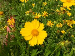 -松山湖梦幻百花洲