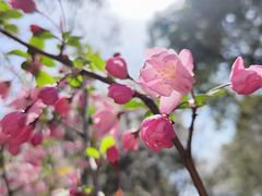 -高东镇樱花园