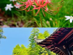 -东明山森林公园