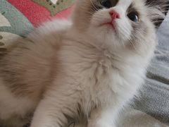 -猫十亿·布偶金渐层·曼基康矮脚猫舍(青年路店)