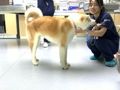 店内可爱的小姐姐-谐和益家动物医院·免疫绝育·血液透析·宠保定点医院(高新伊藤分院)