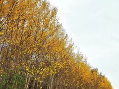 -塞罕坝国家级自然保护区