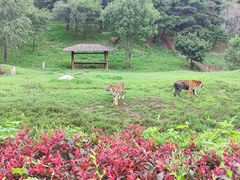 -沈阳森林动物园