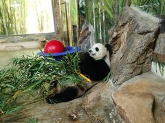 -海南热带野生动植物园