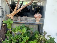 -溪岸路花鸟市场