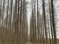 -黄海国家森林公园