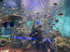 -石家庄海洋公园