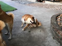 -柴犬高等学院·狗咖·柴犬售卖·宠物训练