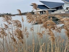 -盐城丹顶鹤湿地生态旅游区