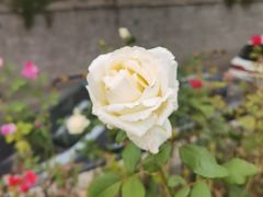 -北京植物园南门售票处