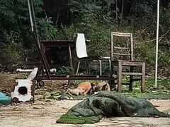 -东湖小天池真人CS彩弹野战基地