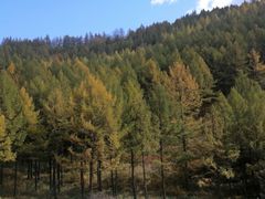 -塞罕坝国家级自然保护区