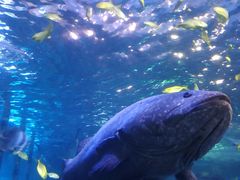 -太平洋海底世界