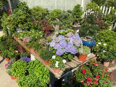 -金陵花卉交易市场