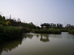 -大湾区中央湿地公园