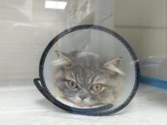 -博特宠物医院24h犬猫全科.骨科·异宠